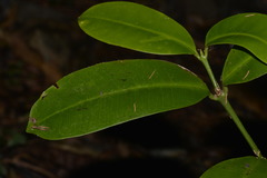 Baloghia inophylla