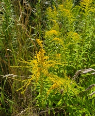 Solidago canadensis