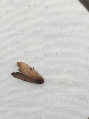 Galgula