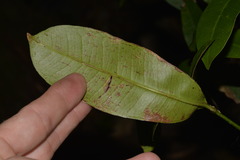 Baloghia inophylla