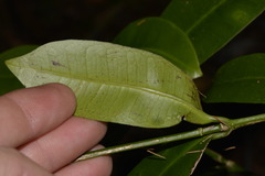 Baloghia inophylla