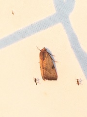 Galgula