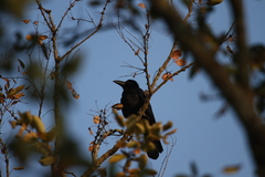Corvus macrorhynchos culminatus