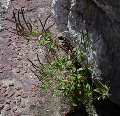 Epilobium roseum