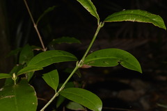 Baloghia inophylla
