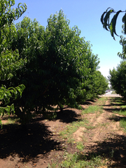 Prunus persica nucipersica