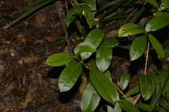Baloghia inophylla