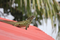 Hydrosaurus pustulatus