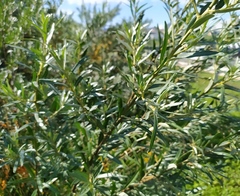 Hippophae rhamnoides