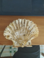 Pecten jacobaeus