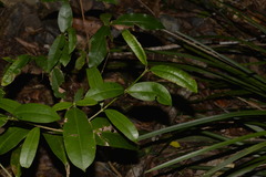 Baloghia inophylla