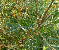 Hippophae rhamnoides