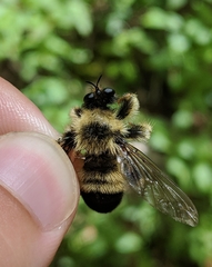 Laphria sacrator