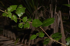Alchornea ilicifolia