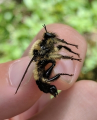 Laphria sacrator