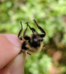 Laphria sacrator
