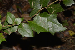 Alchornea ilicifolia