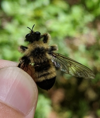 Laphria sacrator