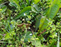 Veronica persica