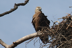 Haliaeetus leucoryphus