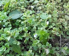 Veronica persica