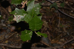 Alchornea ilicifolia