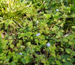 Veronica persica