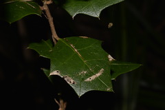 Alchornea ilicifolia