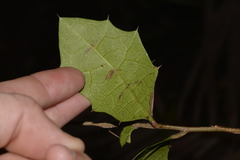 Alchornea ilicifolia