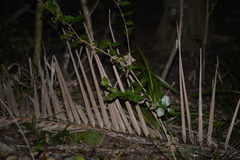 Alchornea ilicifolia