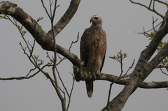Haliaeetus leucoryphus