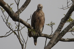 Haliaeetus leucoryphus