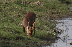 Axis porcinus