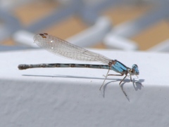 Argia alberta