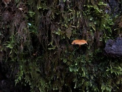 Galerina tibiicystis