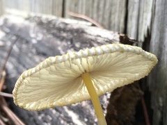 Leucocoprinus birnbaumii image