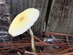Leucocoprinus birnbaumii image