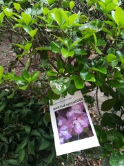 Rhododendron japonicum
