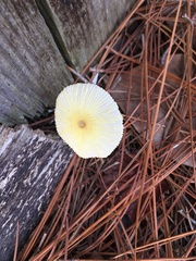 Leucocoprinus birnbaumii image