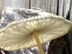 Leucocoprinus birnbaumii image