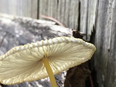 Leucocoprinus birnbaumii image