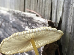 Leucocoprinus birnbaumii image