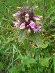 Betonica hirsuta
