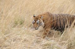 Panthera tigris tigris