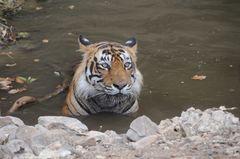 Panthera tigris tigris