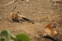 Panthera tigris tigris