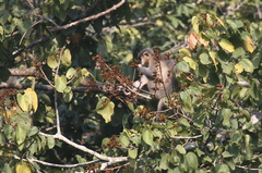 Trachypithecus pileatus