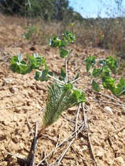 Euphorbia aleppica