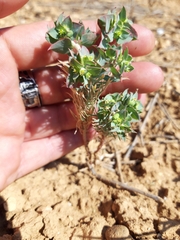 Euphorbia aleppica