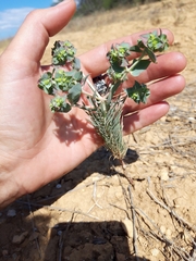 Euphorbia aleppica